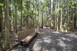 Bench seat near boardwalk on Piccabeen Walk at D'Aguilar National Park, Mt Mee.