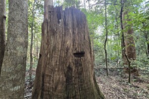 Evidence of tree felling on a stump at D'Aguilar National Park, Mt Mee.