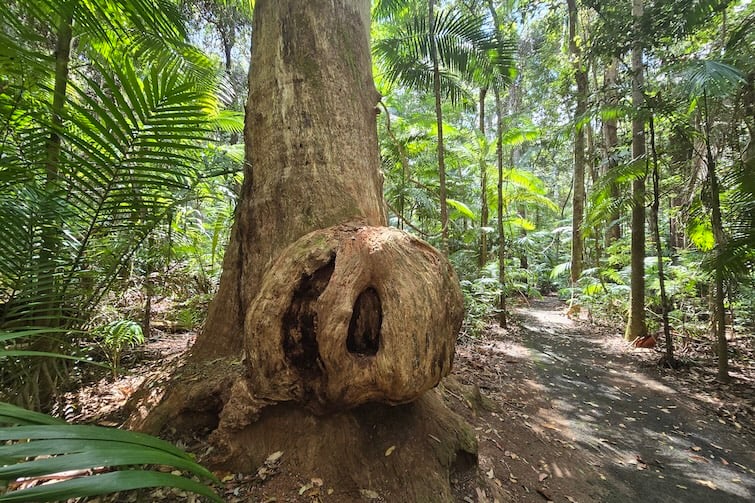 Burl on the Piccabeen Walk at D'Aguilar National Park, Mt Mee.