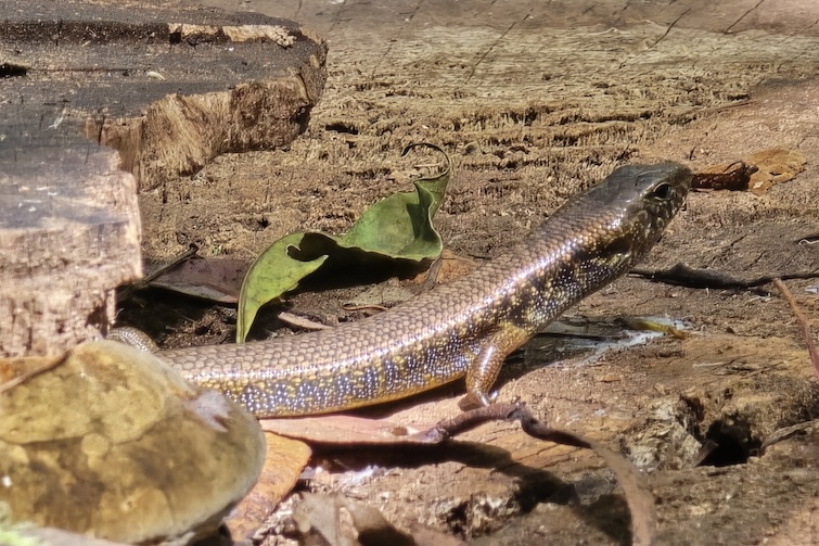 Skink on a stump at D'Aguilar National Park, Mt Mee.
