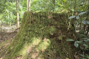 Moss on a stump on the Piccabeen Walk at D'Aguilar National Park, Mt Mee.