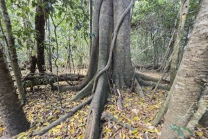 Tree roots and leaf litter at D'Aguilar National Park at Mt Mee.