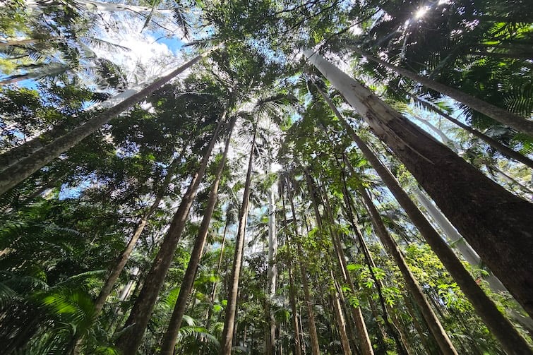 Tall trees in D'Aguilar National Park at Mt Mee.