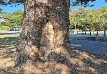 Gollum tree outside Scarborough Beach Park.