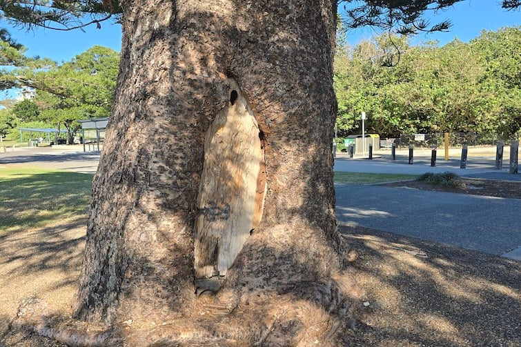 Gollum tree outside Scarborough Beach Park.