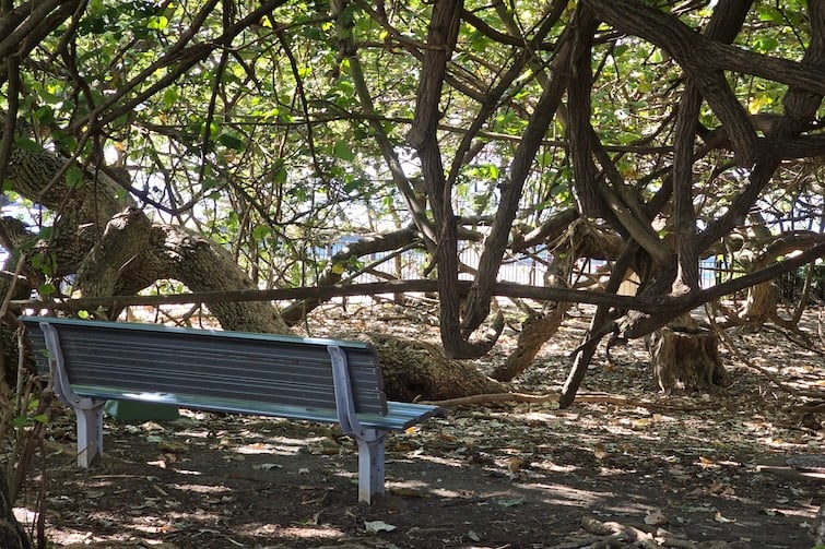 Seat amid the climbing trees at Scarborough Beach Park.