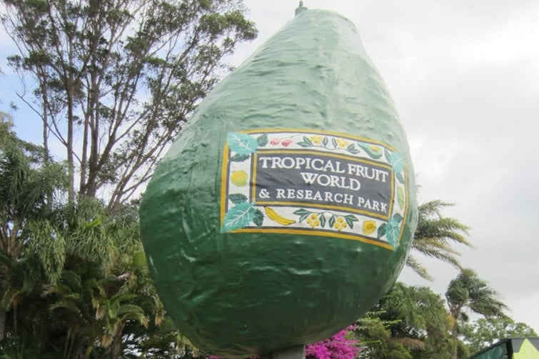 The Big Avocado at Tropical Fruit World.