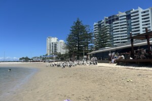 Pelican feeding at Ian Dipple Lagoon.