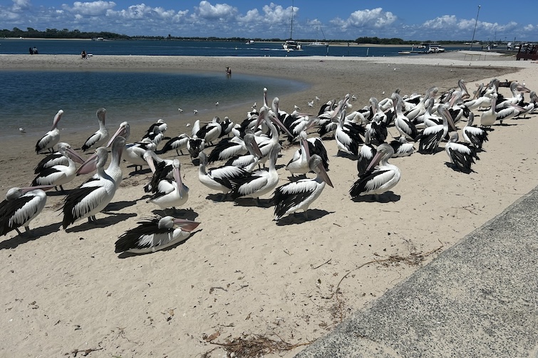 Pelicans at Ian Dipple Lagoon.