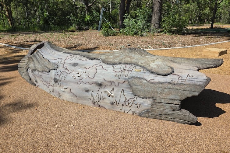 Scribbly gum play log at John Bray Park.