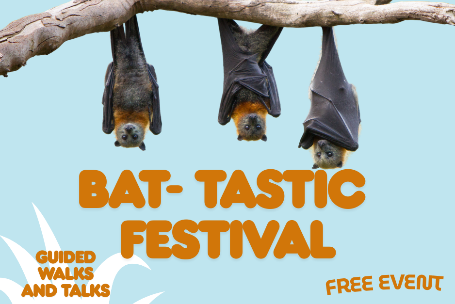 Bat-tastic Festival at CREEC