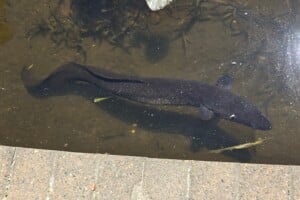Eel in the water at Brisbane City Botanic Gardens.