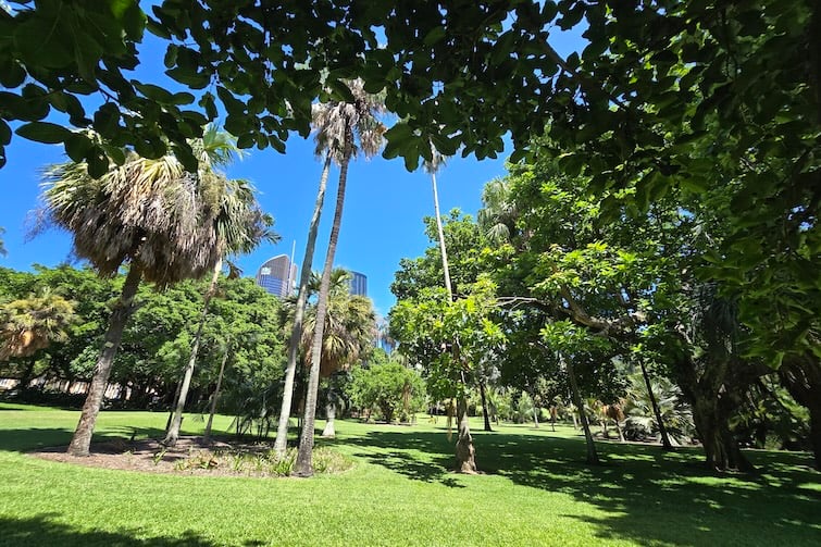 Green grass, trees and the city skyline in the background at Brisbane City Botanic Gardens.