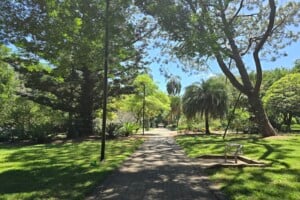 Pathway and trees at Brisbane City Botanic Gardens.