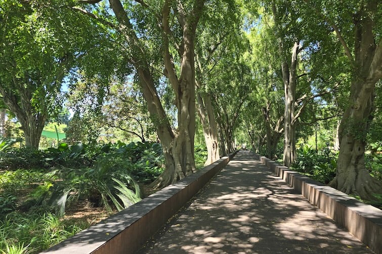 Tree lined pathway at Brisbane City Botanic Gardens.