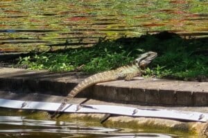 Water dragoon in the sun at Brisbane City Botanic Gardens.