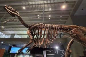 Muttaburrasaurus skeleton at Dinosaurs Unearthed at Queensland Museum Kurilpa.