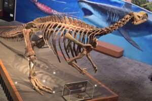Muttaburrasaurus skeleton at Dinosaurs Unearthed at Queensland Museum Kurilpa.