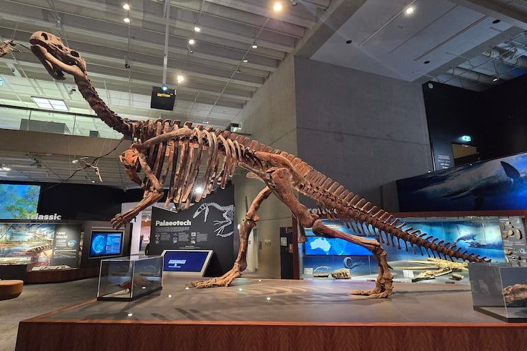 Muttaburrasaurus skeleton at Dinosaurs Unearthed at Queensland Museum Kurilpa.