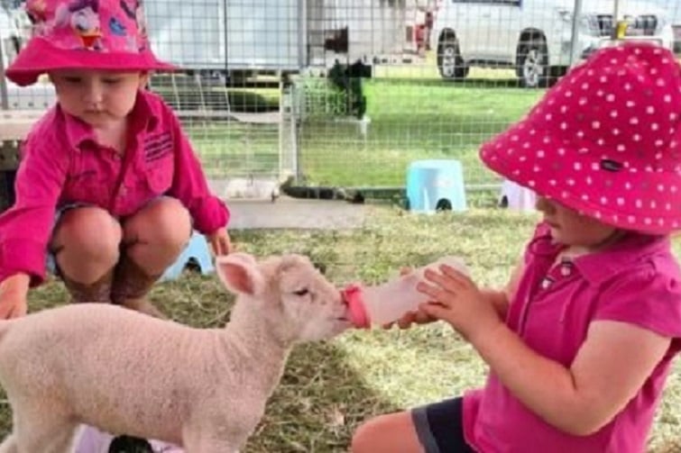 Farmyard fun day at Redcliffe Museum Image credit: Courtesy of Amazing Animals to You.