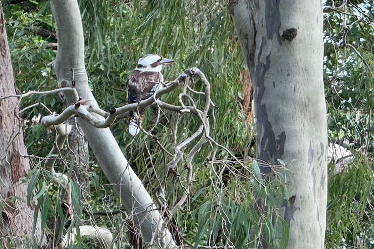 A kookaburra in a tree at Majestic Park.