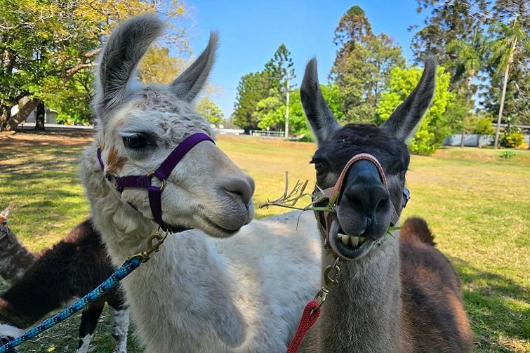 Ottaba Llamas Easter Farm Days