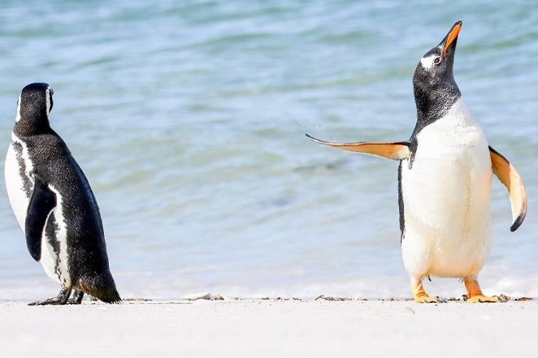 The Comedy Wildlife Photography Awards at Redcliffe Museum