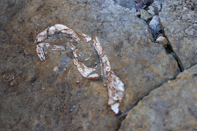 Fossil at Riversleigh Fossil Discovery Centre
