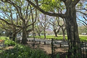 Trees and pathway at Colmslie Beach Reserve.
