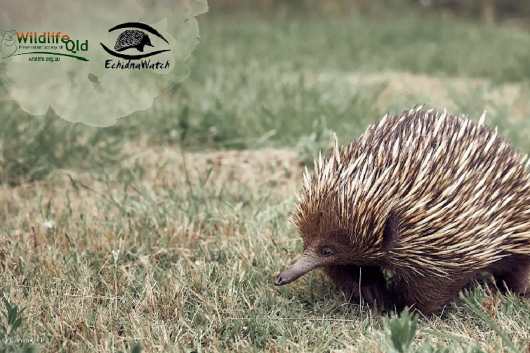 Echidna Workshop - Samford Conservation Park