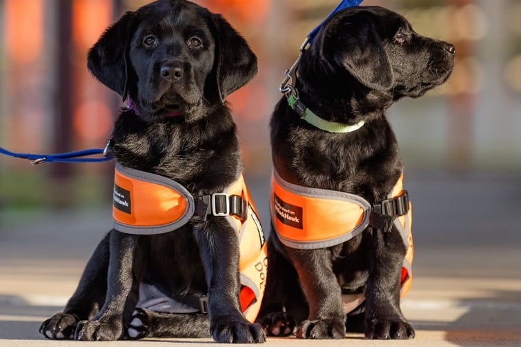 Guide Dogs Open Day 2026
