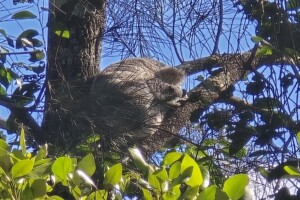 A koala in a tree at the Moreton Bay Central Lakes walk.
