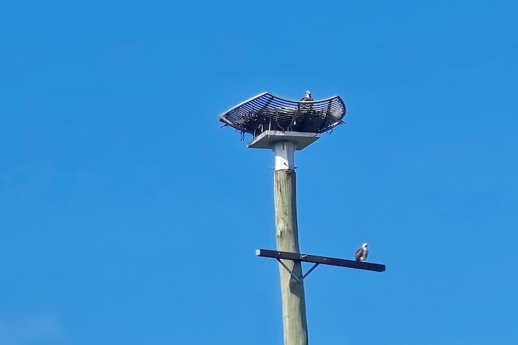 Two ospreys by the osprey nest at the Moreton Bay Central Lakes walk.