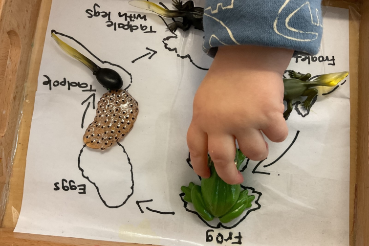 Nest Montessori Children's House frog lifecycle.