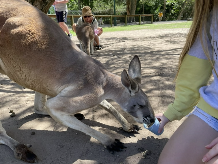 kangaroo at currumbin
