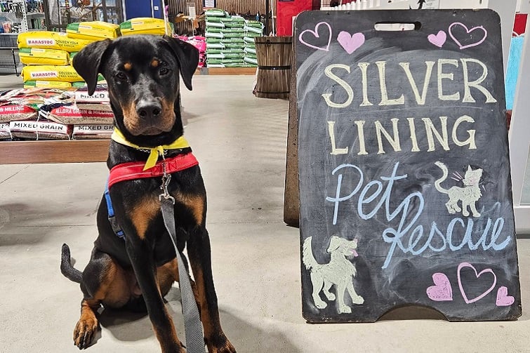 Adoption Day at PetO's Virginia