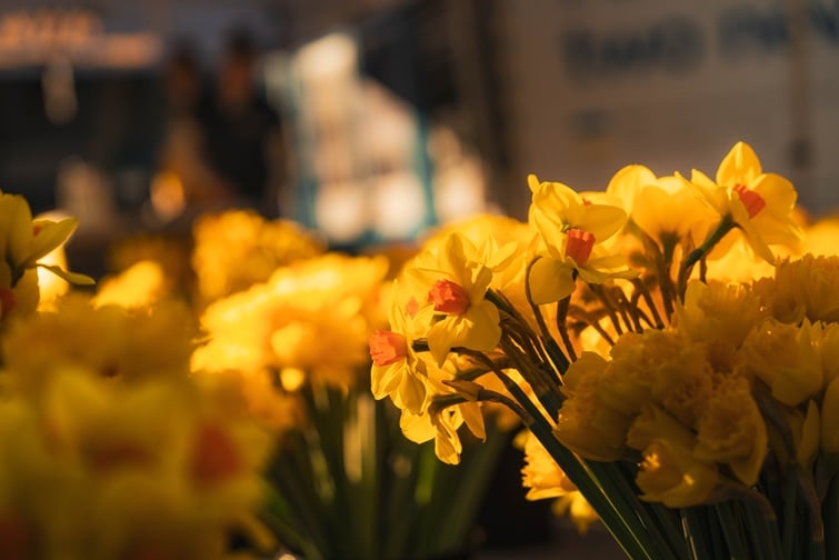 daffodil day 2026