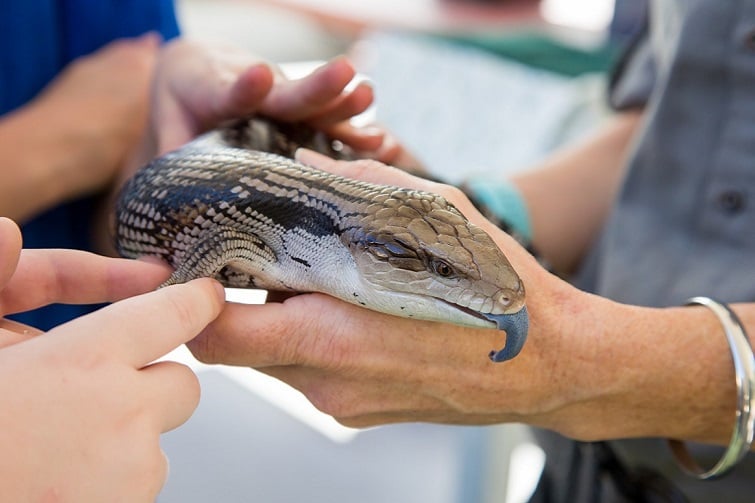 Meet Wildlife Neighbours at Boondall Wetlands