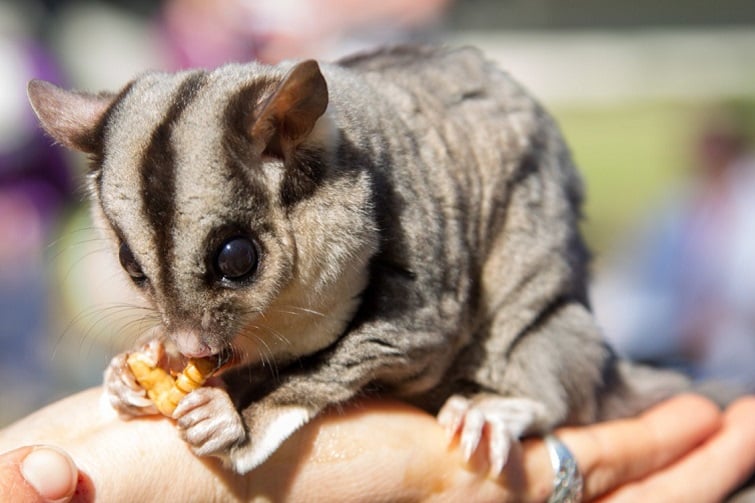 Meet Wildlife Neighbours at Downfall Creek