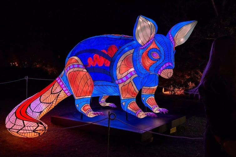 nightglow possum