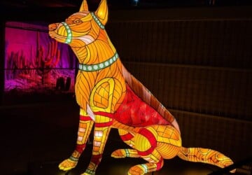 dingo nightglow