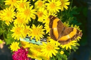 brown moth