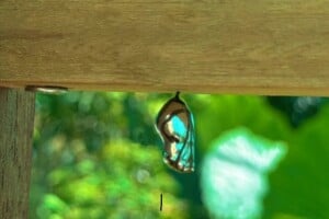 chrysalis