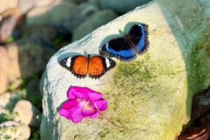 colourful butterfies