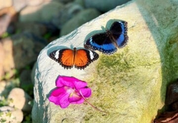 colourful butterfies