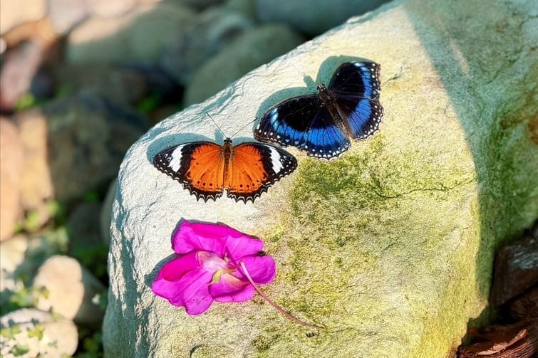 colourful butterfies