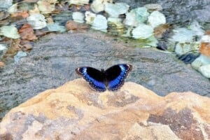 blue butterfly