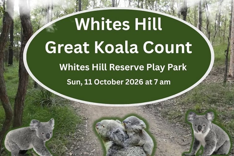 Great Koala Count – Whites Hill Reserve