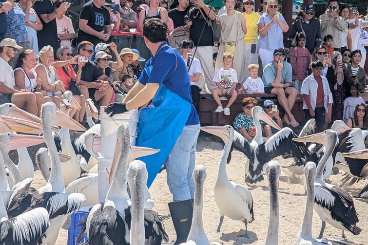 ian dipple daily pelican feedings