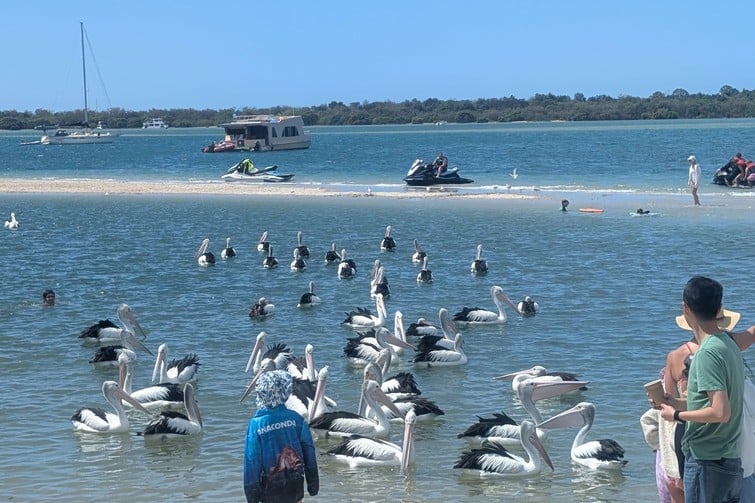 pelicans at ian dipple